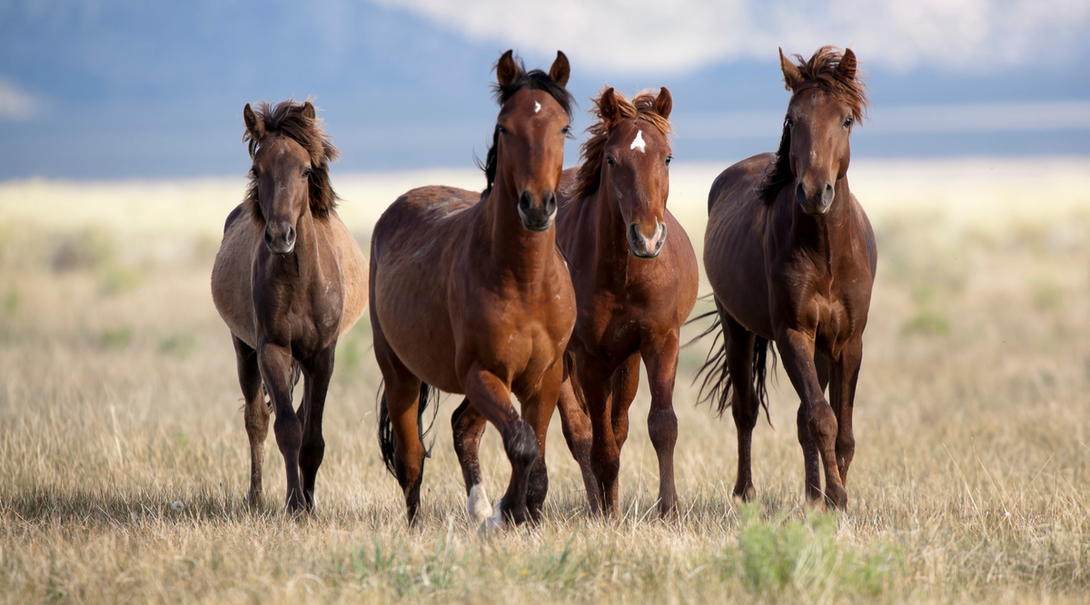 GTC Awarded Satellite Tracking Order from GPSOne to Monitor and Locate Horses in Kazakhstan